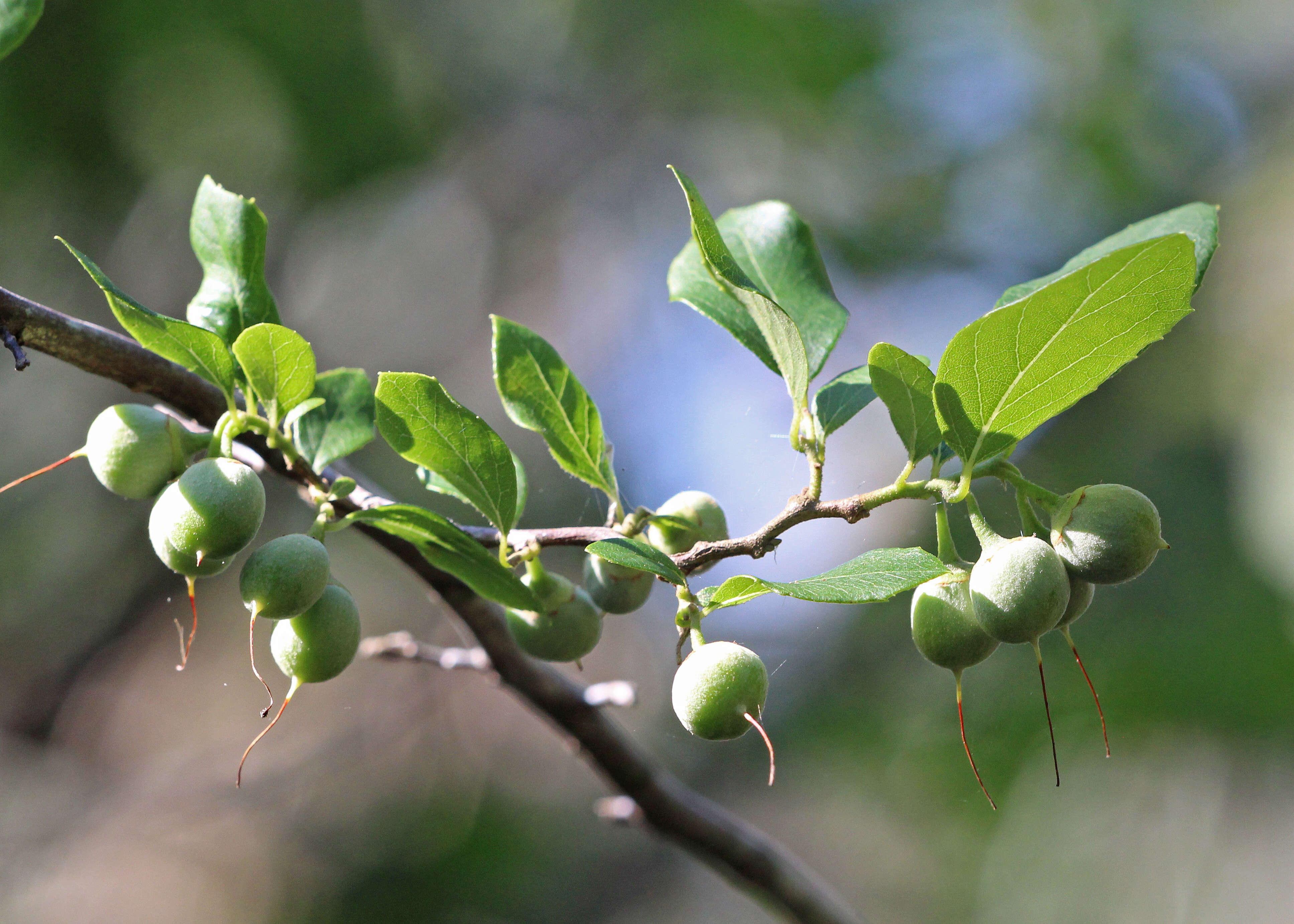 Image de Styrax