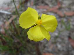 Image of yellow-eyed-grass family