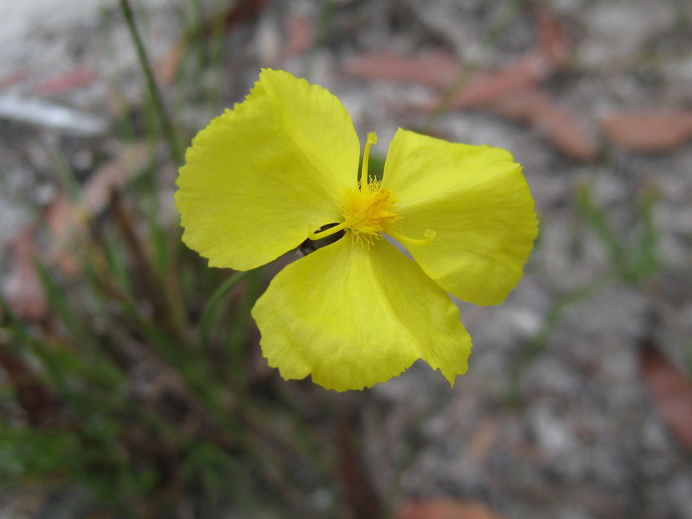 Image of yellow-eyed-grass family