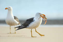 Image of Pacific Gull