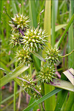 Image of Sparganium erectum subsp. neglectum (Beeby) K. Richt.