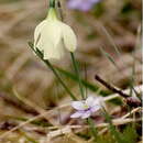 Image de Narcissus moschatus subsp. moschatus