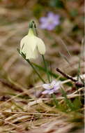 Image of Narcissus moschatus L.