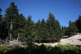 Image of Grecian Fir