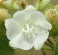 Image of Dombeya