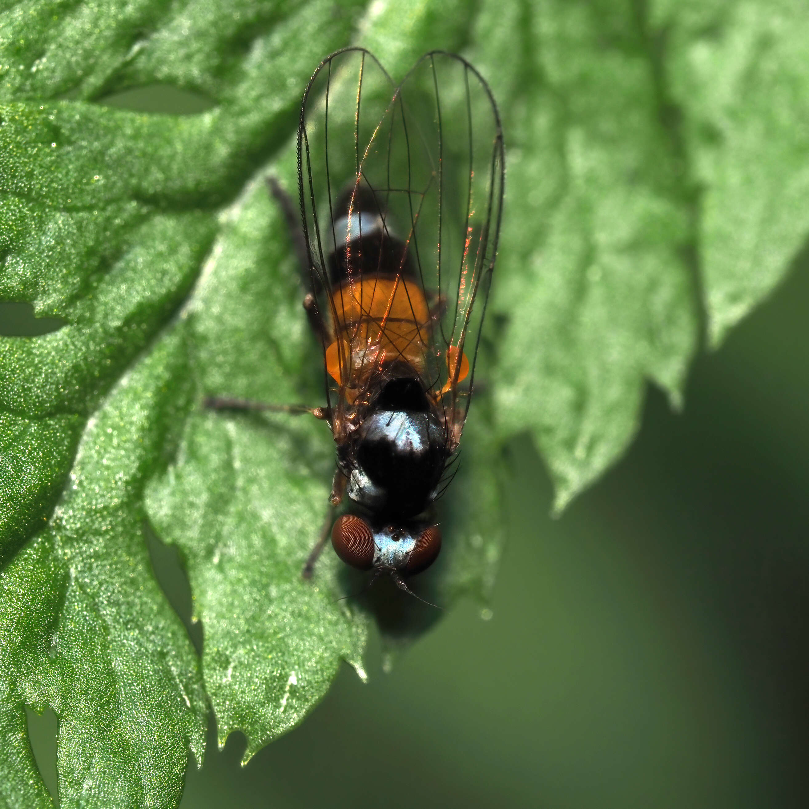 Imagem de Platypezidae