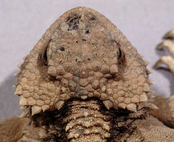 Image of horned lizard