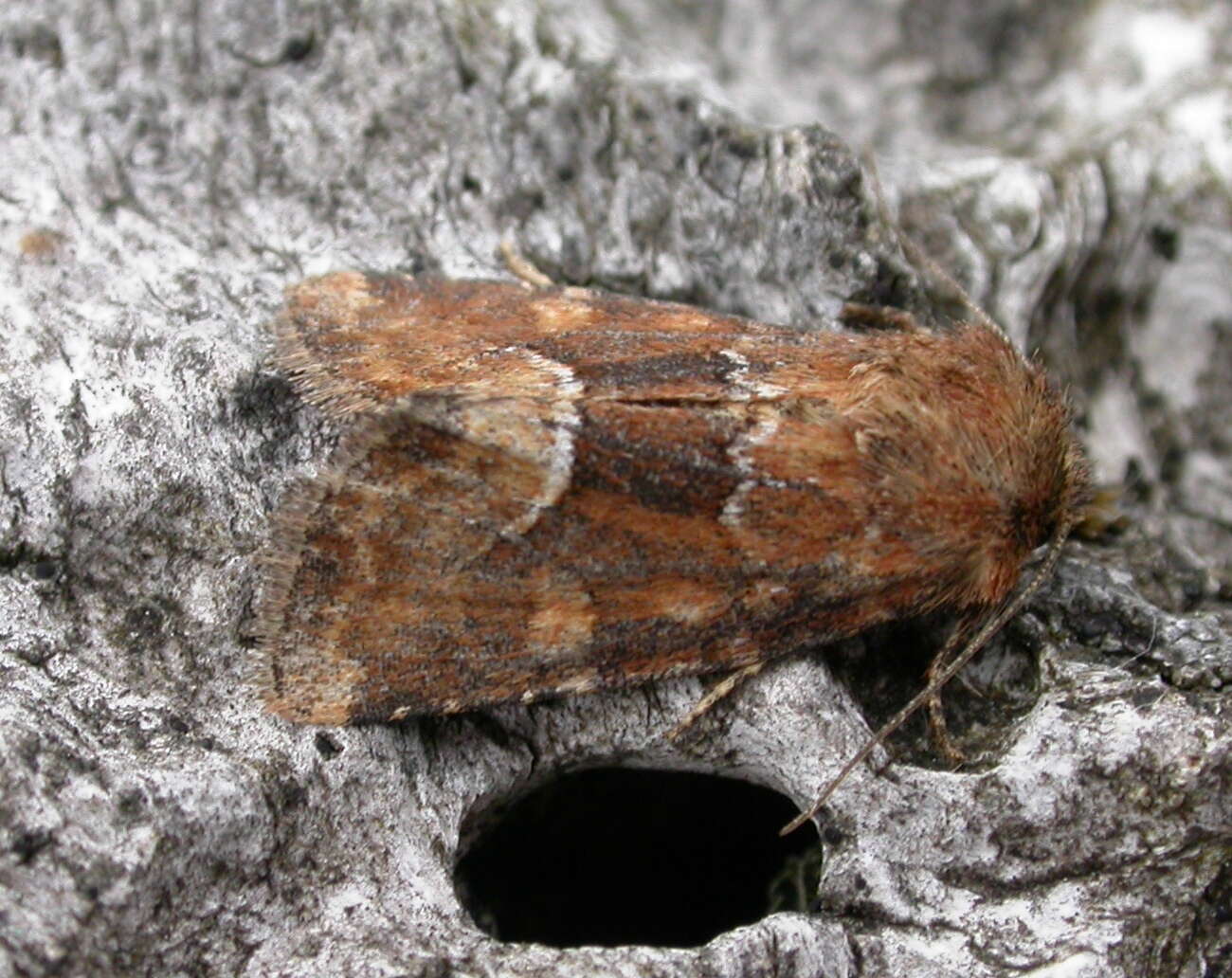 Слика од Oligia fasciuncula Haworth 1809