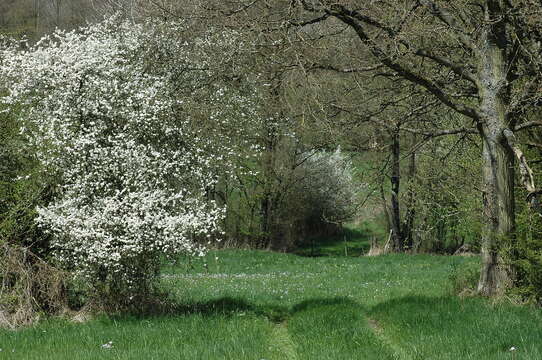 Image of Blackthorn