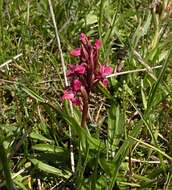 Dactylorhiza incarnata subsp. coccinea (Pugsley) Soó resmi