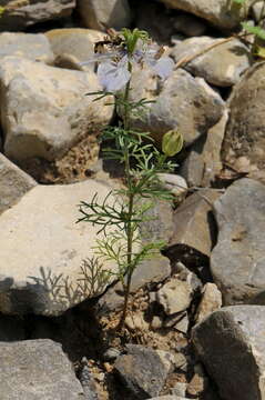 Image of Devil-in-a-bush