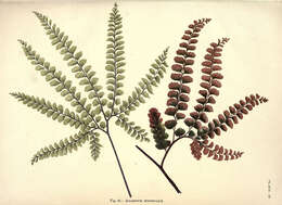 Image of maidenhair fern