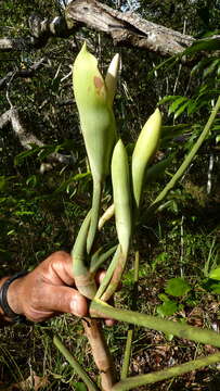 Philodendron pedatum (Hook.) Kunth resmi