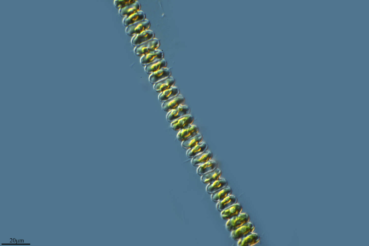 صورة Spondylosium planum