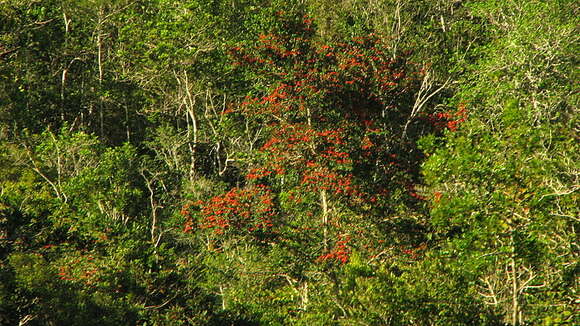 Image of Symphonia globulifera L. fil.