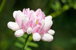 Image of crownvetch