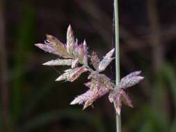 Image de Eragrostis elongata (Willd.) J. Jacq.