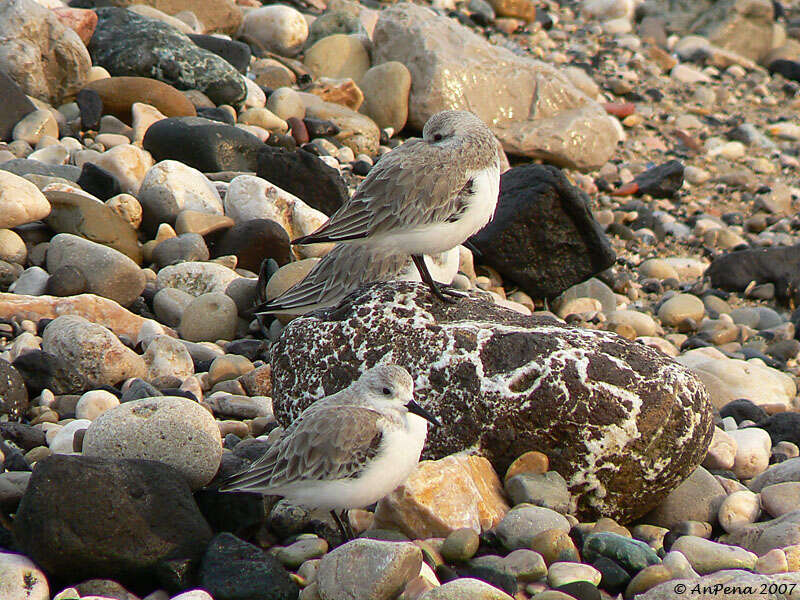 Image of Calidris Merrem 1804