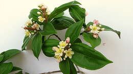 صورة Miconia jucunda (DC.) Triana