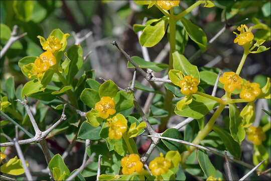 Image of Euphorbia acanthothamnos Heldr. & Sart. ex Boiss.