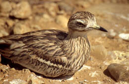 Image of stone-curlews