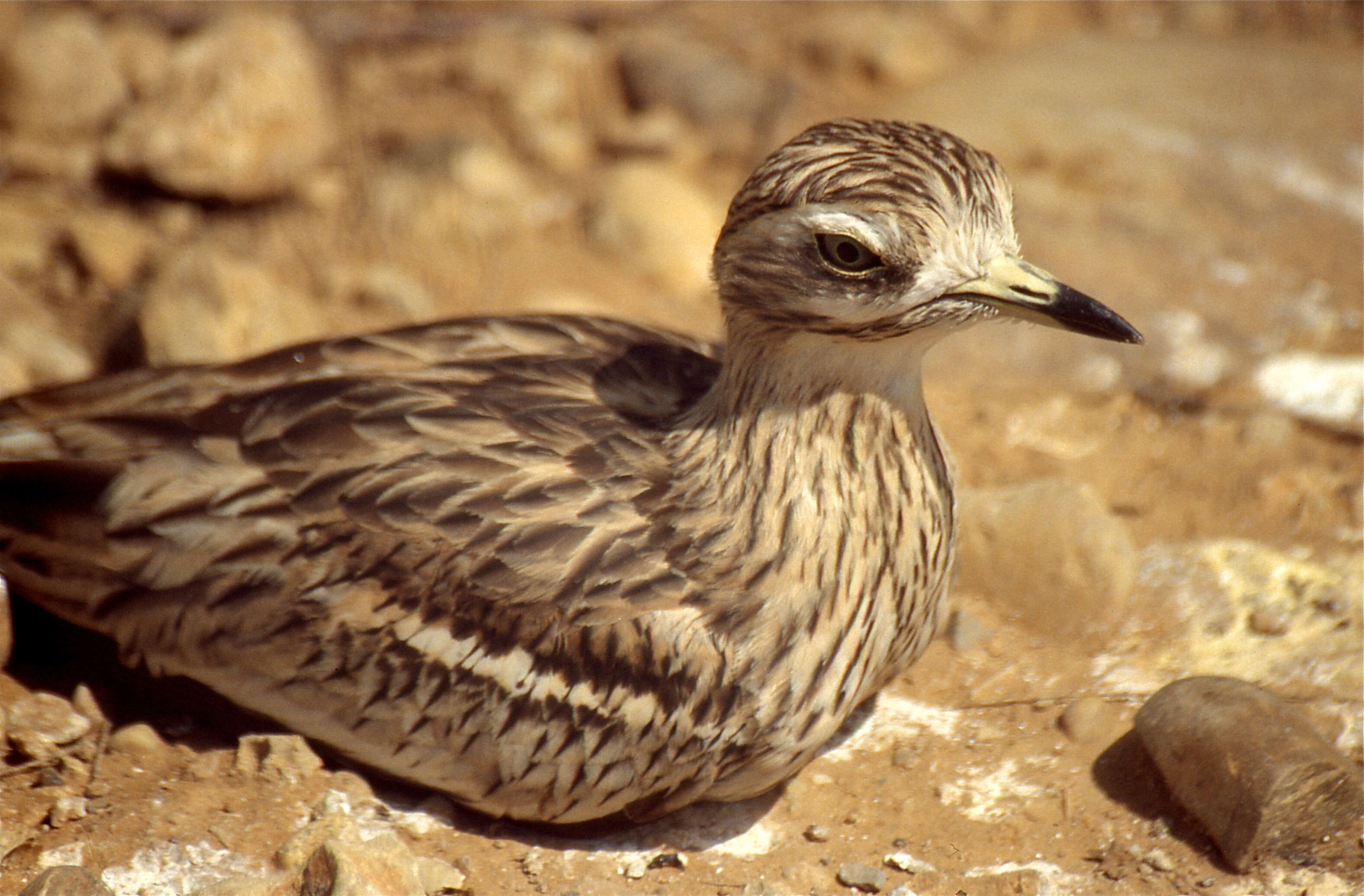 Image of stone-curlews