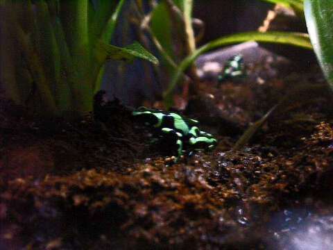 Image of Gold Arrow-poison Frog