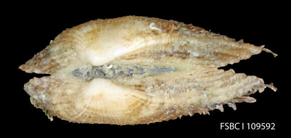 Image of white-beard ark shell