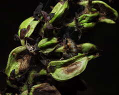 Image of Eupithecia veratraria Herrich-Schäffer