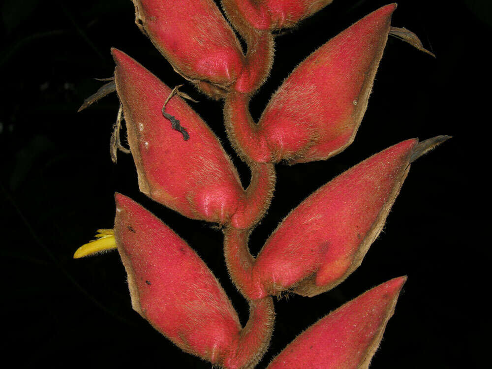 Image of Heliconia pogonantha Cufod.