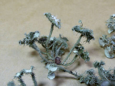 Usnea scabrida subsp. elegans (Stirt.) G. N. Stevens的圖片