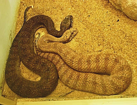 Image of Common Death Adder