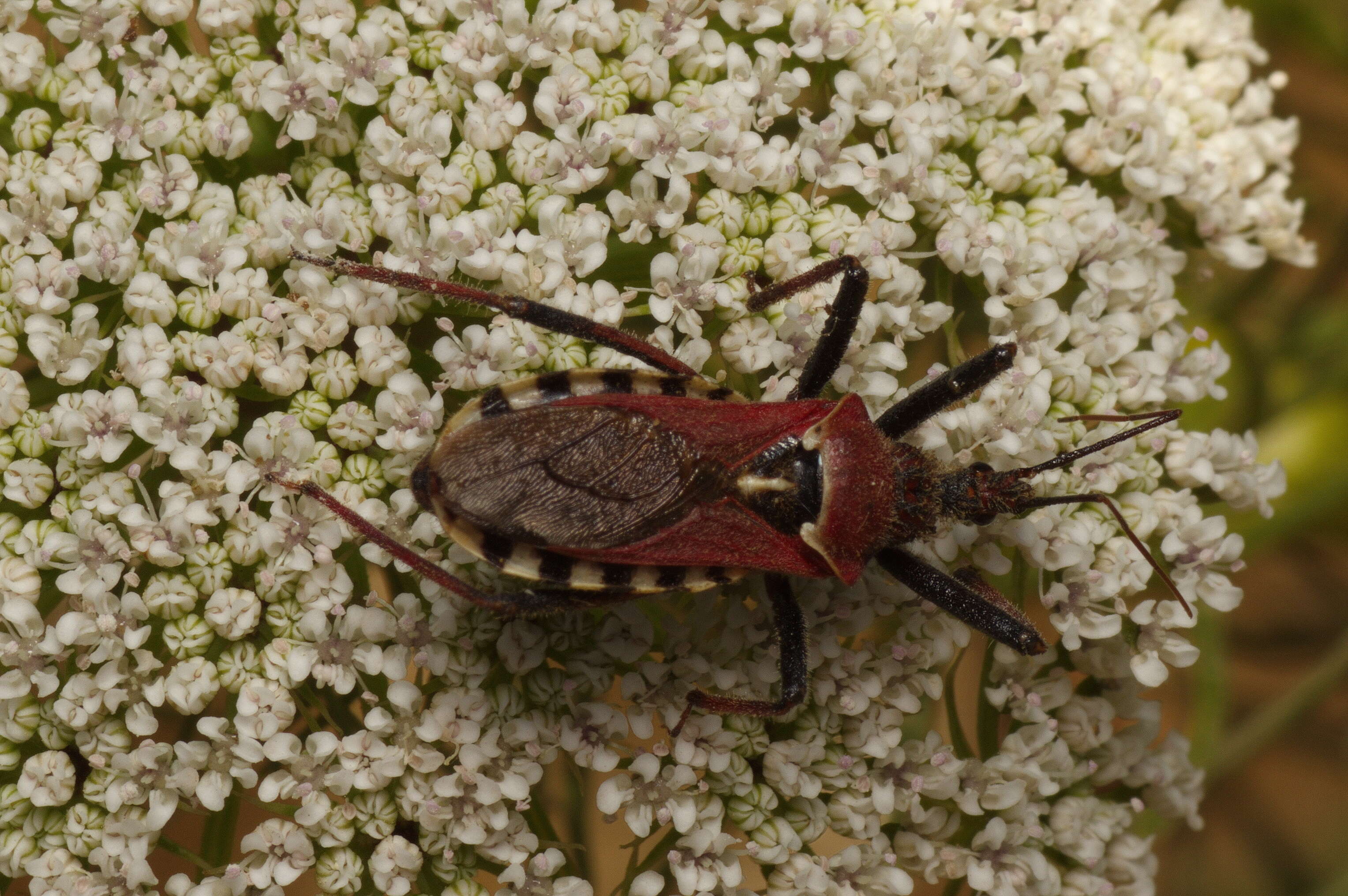 صورة Rhynocoris Hahn 1834