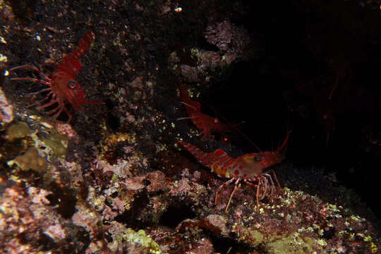 Image of Reef shrimp