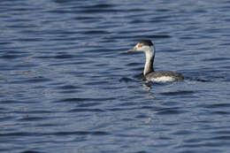 Слика од Podiceps Latham 1787