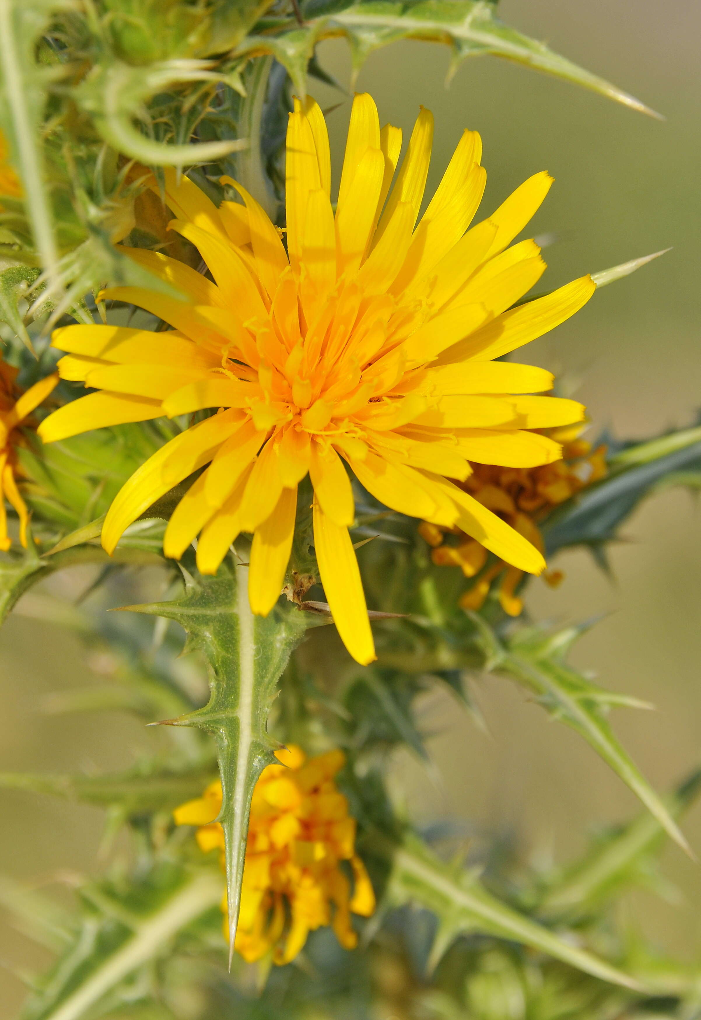 Image of goldenthistle