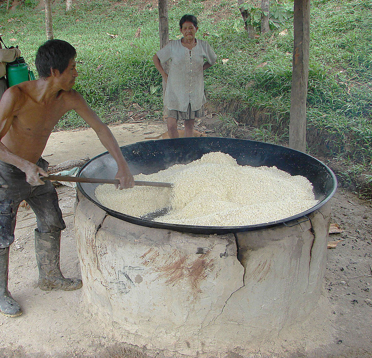 Image of cassava