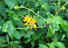 صورة Bidens campylotheca subsp. campylotheca