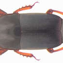 Image of Teretrius (Teretrius) fabricii Mazur 1972