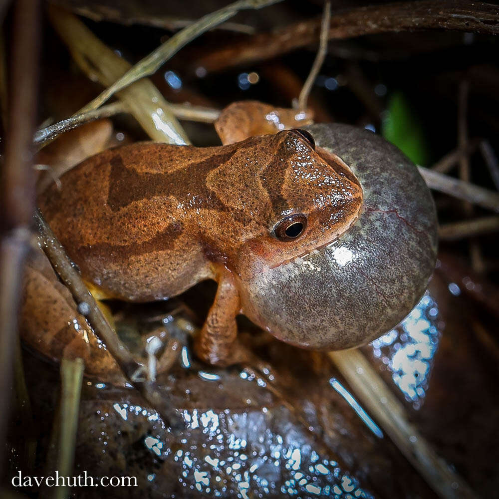 Pseudacris crucifer (Wied-Neuwied 1838) resmi