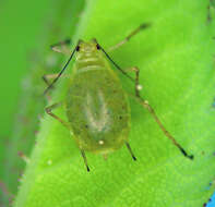 Image of Ericaphis