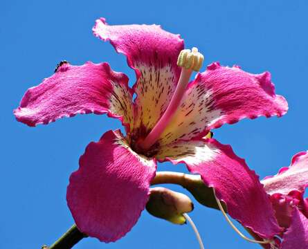 Image of ceiba