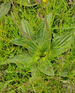 Image of Hoary Plantain