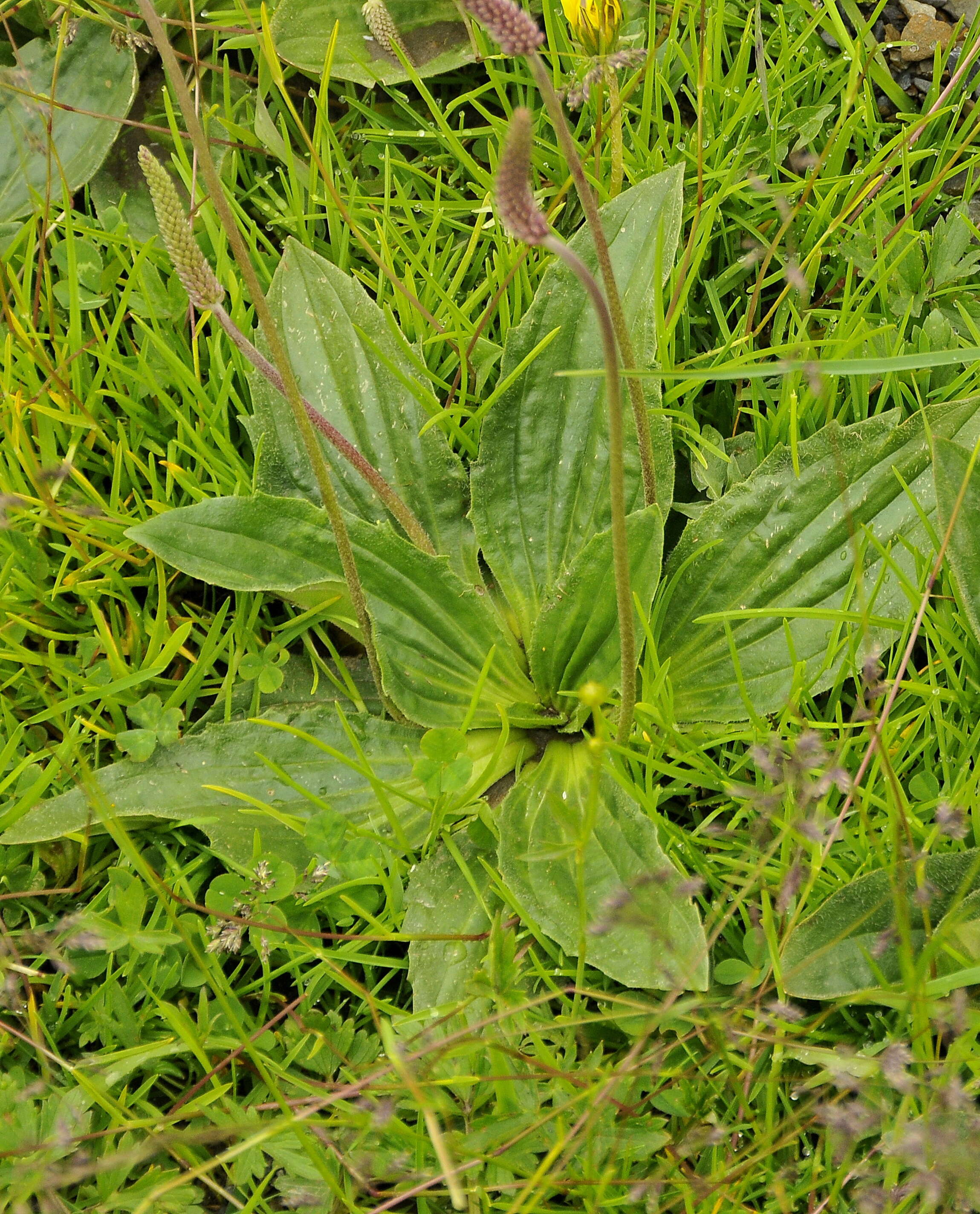 Image of Hoary Plantain