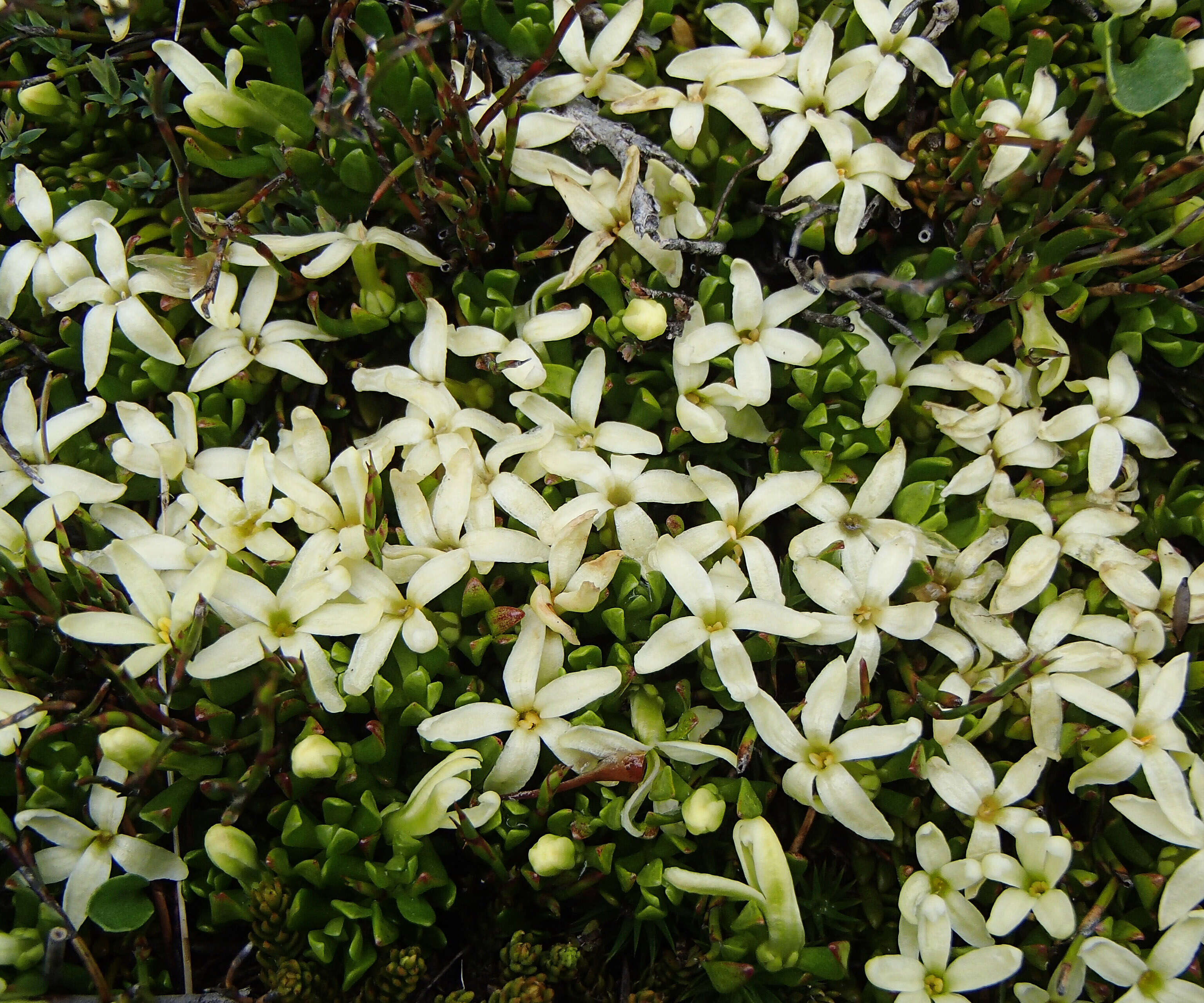 Image of Stackhousia pulvinaris F. Müll.