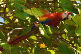 Image of Scarlet Macaw