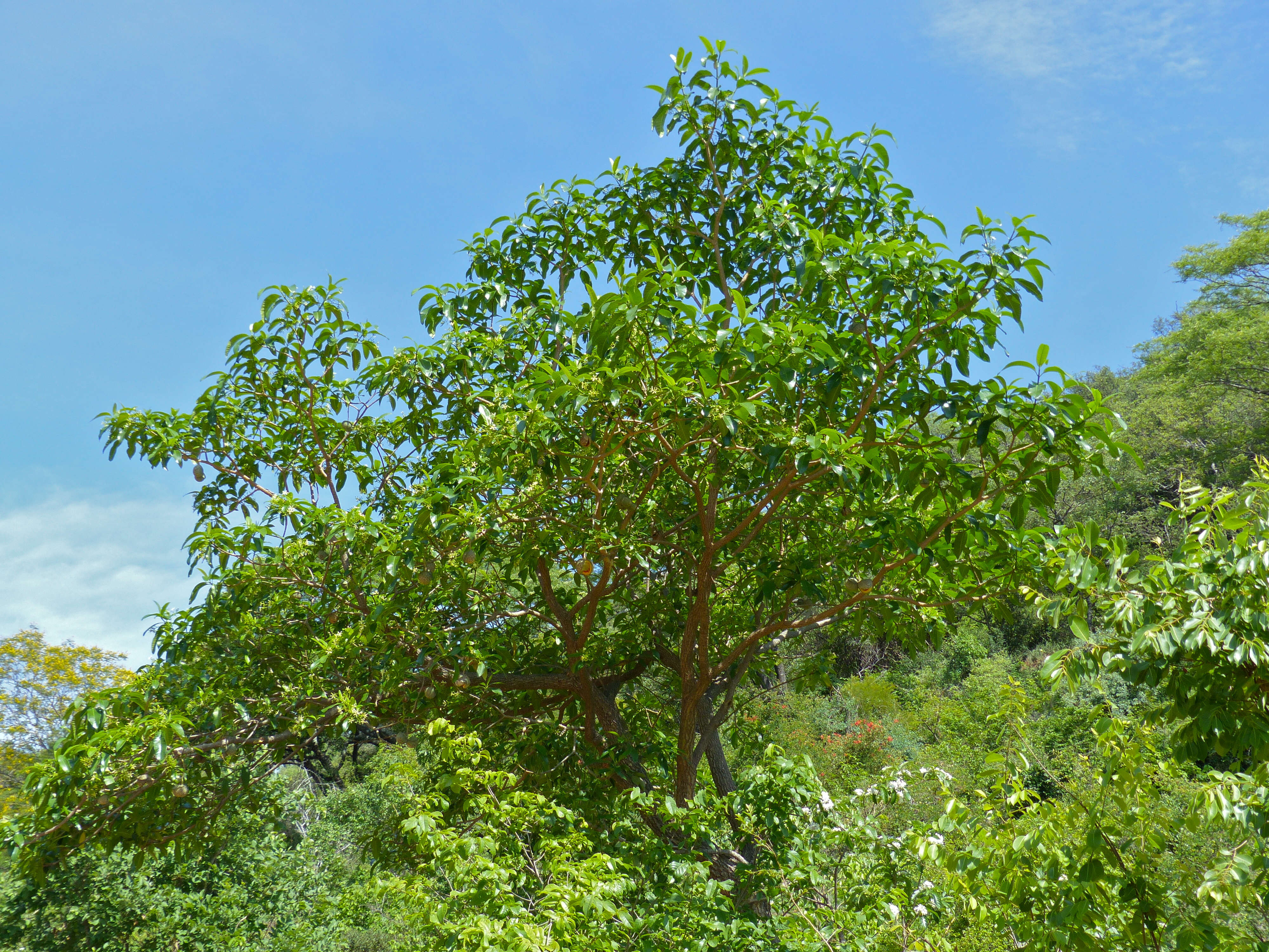 Image of Toad-tree