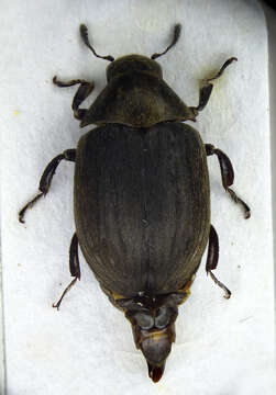 Image of Byrrhus pilula Linnaeus 1758