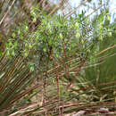 Image of Pimelea macrostegia (Benth.) J. Black