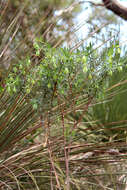 Image of Pimelea macrostegia (Benth.) J. Black